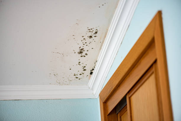 Best Crawl Space Mold Removal  in Pretty Bayou, FL